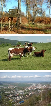 Forest, Cows, Industry